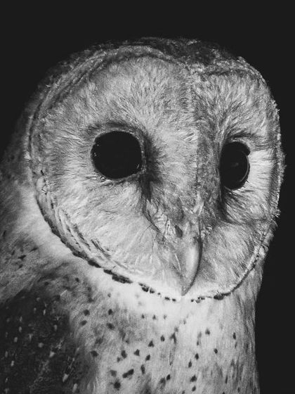 A striking black and white portrait of a Barn Owl, its dark eyes and heart-shaped face rendered with dramatic clarity.