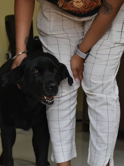 PL Paws - Animal Rescue & Rehabilitation Happy Tails: Our Adoption Stories photo 78