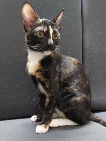 A beautiful 7-month-old tortoiseshell female kitten sitting elegantly. She is vaccinated, dewormed, and litter trained.