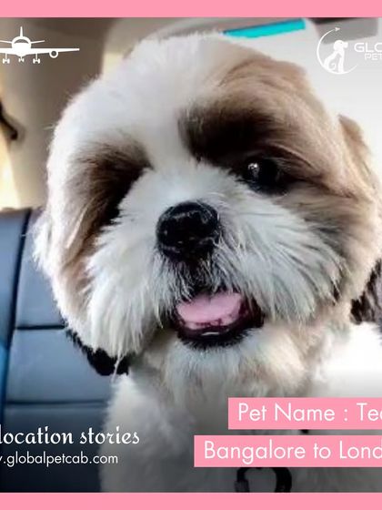 Global Pet Cab - International Pet Relocation Our Pawsengers: Dog Journeys photo 10