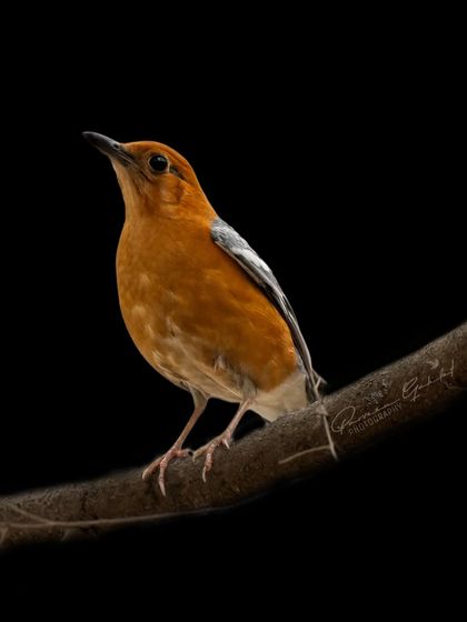 An Orange-headed Thrush with a dramatic black background edit.