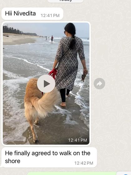 Confident Dogs - Canine Behavior Modification Real Dogs, Real Transformations photo 31