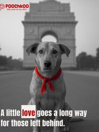 Pet Adoption & Rehoming