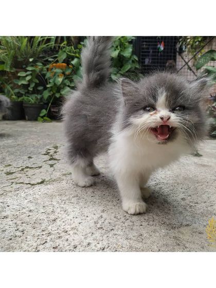 The Cat House - Cat Breeding Services Our Adorable Kittens photo 8