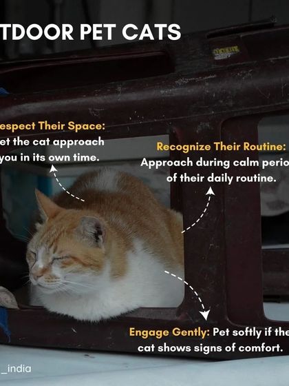 Cupa - Spay/Neuter & Animal Birth Control A Guide for Community Caregivers photo 7