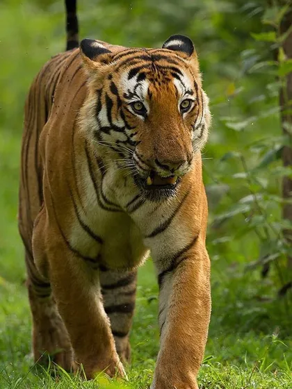 A powerful male tiger on the move during the monsoon season. The vibrant green background contrasts beautifully with its orange and black coat.