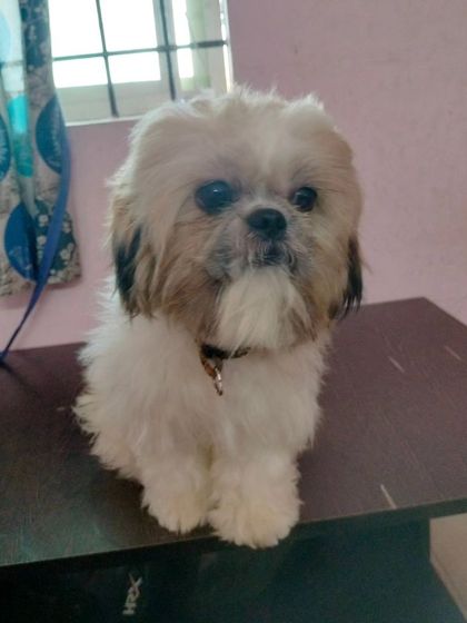 After the session, this Shih Tzu is looking neat and tidy. The haircut is clean, and the face is beautifully shaped.