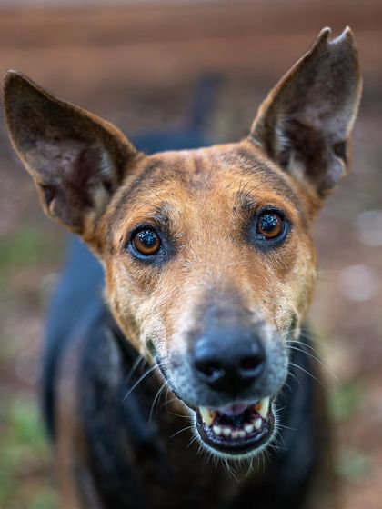 Govind Raj - Pet Photography Celebrating Indies & Rescues photo 20