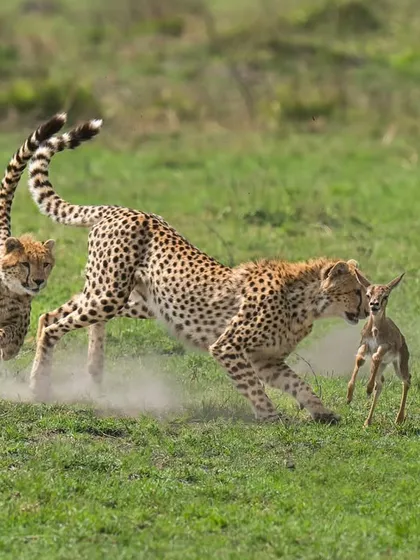 Another angle of the cheetahs with their kill. Action photography isn't just about the peak moment, but also the moments that follow. This frame shows the collaborative effort and the raw reality of survival in the savanna.