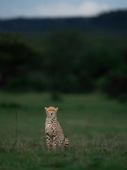 Lions & Cheetahs of the African Savannah photo 13