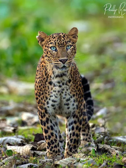 The piercing blue eyes of a bold leopard in Kabini. Encounters this close and personal are a testament to the incredible wildlife viewing opportunities in the parks I guide in.