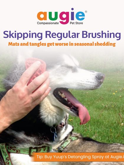 Augie Pets - Pet Grooming Services Seasonal & Health Care Guides photo 7