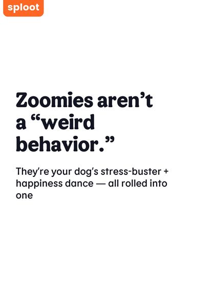 Zoomies are not a weird behavior. They are a healthy way for your dog to release stress and express happiness. We help you see this behavior as a positive sign.