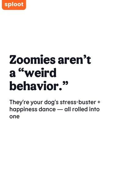 Zoomies aren't a "weird behavior." They're your dog's stress-buster and happiness dance all rolled into one.