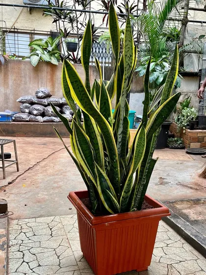 This established, 3-foot-tall Sansevieria, or Snake Plant, is a perfect example of a low-maintenance statement piece. Its strong vertical lines and variegated leaves can glam up any home or office corner.