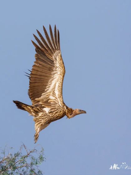 A Himalayan Griffon Vulture in flight, showcasing its impressive wingspan and flight feathers. These birds are masters of the sky, covering vast distances in search of food.