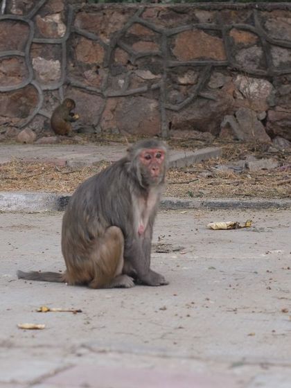 Manya Upadhyay - Travel & Documentary Photography Wildlife Encounters photo 48