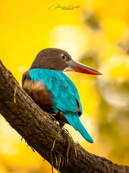 The White-throated Kingfisher is larger and just as beautiful. I photographed this one against a brilliant yellow autumn background at IIT Bombay, using the contrasting colours to create a visually impactful image.