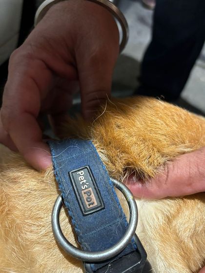 **OWNERS FOUND:** This female Labrador, estimated to be 1.5-2 years old, was found in Sukhdev Vihar. We successfully located her owners after verifying their ownership details.