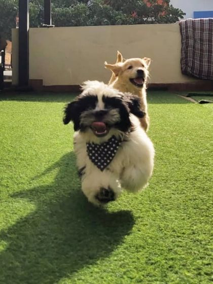 Action shot. This is what pure, unfiltered puppy joy looks like. We love capturing these moments for you to see.