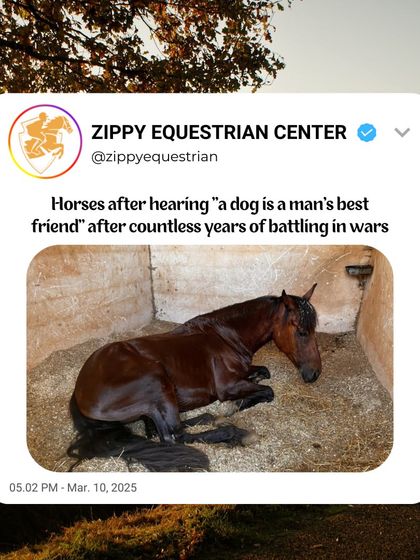 Horses after hearing "a dog is a man's best friend" for the thousandth time. A little historical humor for our fellow equestrians.