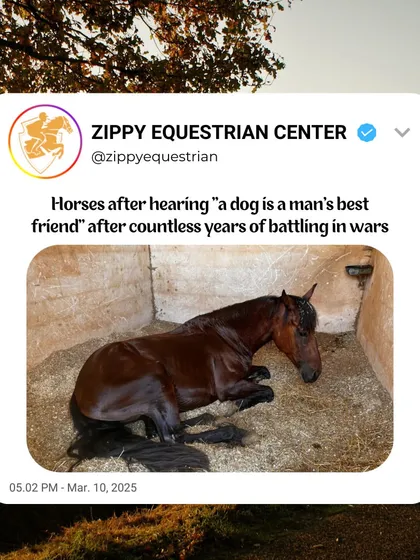 Horses after hearing "a dog is a man's best friend" for the thousandth time. A little historical humor for our fellow equestrians.