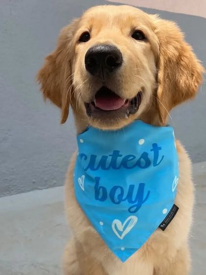 Furry Story - Dog Training & Behavior Consultation Client Success Stories photo 6