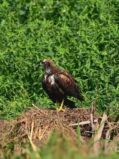 A Western Marsh Harrier standing in the green fields of Juhu. These migratory raptors are often seen hunting over wetlands and grasslands during the winter months in Mumbai.