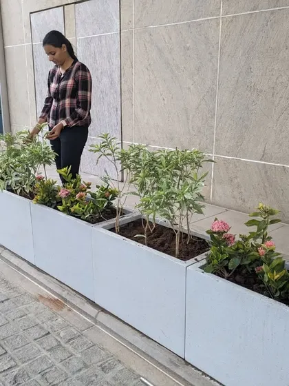 A final inspection of the newly installed planters. The combination of flowering Ixora and leafy Variegated Tagar creates a beautiful, low-maintenance green solution for this corporate entryway.