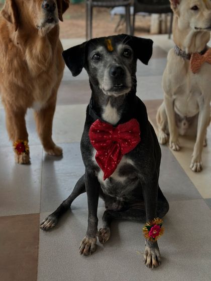 Therpup - Pet-Friendly Cafe & Restaurant Paw-ties & Celebrations photo 10