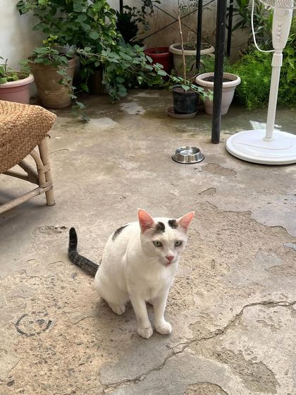 Tofu San enjoying the open space of the catio. It's spacious enough for exploring, with plenty of potted plants to sniff and weave through.