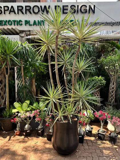 This large variegated Yucca plant makes an instant statement right at the entrance to my nursery. Paired with a tall, sleek black planter, it demonstrates how to create a dramatic welcome for any home or business.