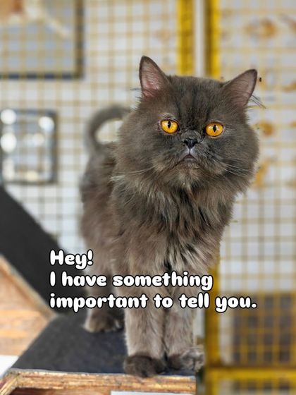 Charlie's Animal Rescue Centre - Animal Rescue & Adoption Ready for a Home: Adopt a Cat photo 8