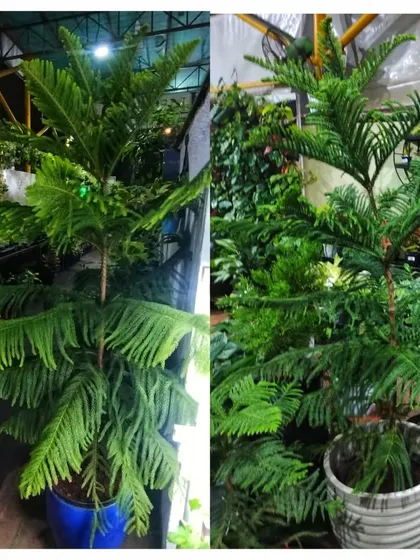 We have the perfect Christmas Tree for your home or office. Our Araucaria plants are available in multiple sizes to fit any space and bring festive joy.