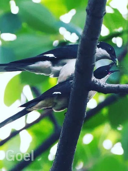 The arrival of the Pied Crested Cuckoo, or Chatak, signals the coming of the monsoon. They are brood parasites, laying their eggs in the nests of other birds like the Jungle Babbler. Here, a pair is seen mating, a ritual that happens soon after they arrive in India.