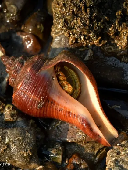 A Hermit Crab peeking out of its borrowed shell on Juhu beach. Shore walks reveal a fascinating world of marine invertebrates and the complex ecosystem of the intertidal zone.