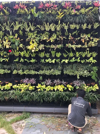 Another shot of our maintenance team, the quiet force behind our thriving gardens. Here, a team member is pruning and caring for a large outdoor vertical garden, ensuring its long-term health and beauty.