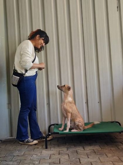 Another shot of me working on focus and engagement with a shelter dog. Training helps make them more adoptable.