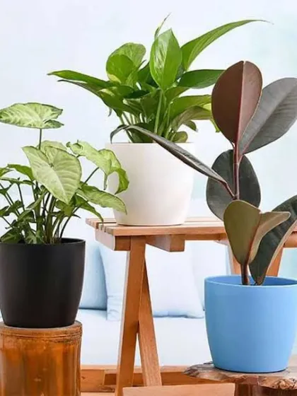 A collection of three tabletop plants in different colored pots. We offer a variety of planters to add pops of color that can align with a company's branding or event theme.