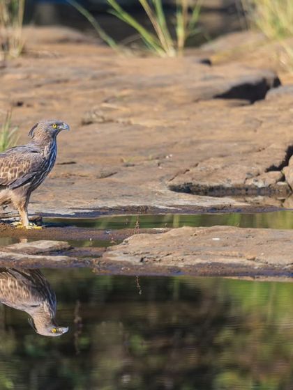 Another angle of the Changeable Hawk-Eagle at the water's edge, offering a wider view of its habitat. These eagles are adaptable and can be found in a variety of forest environments.
