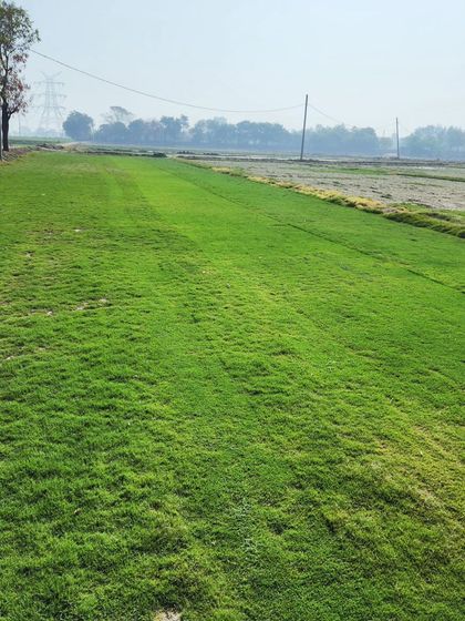 Delhi Gardner - Full-Service Landscaping Premium Lawn & Turf Solutions photo 55