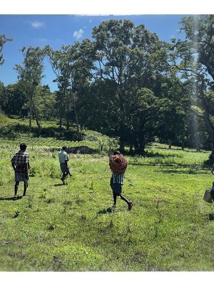 A group of honey harvesters walking through the fields. Their work is a communal effort, with well defined roles and systems.