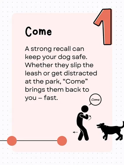 The 'Come' command, or recall, is a potential lifesaver. It ensures your dog will return to you quickly, whether they slip their leash or get distracted at the park.