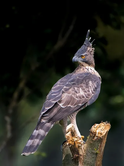A side profile of the Legge's Hawk-Eagle, showcasing its prominent crest and powerful beak. This is a portrait of a truly majestic bird of prey.