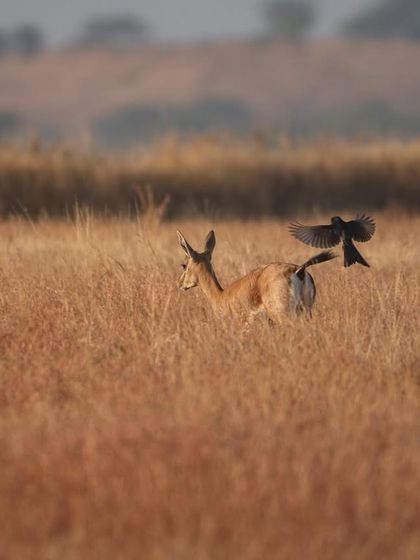A perfectly timed shot of a Black Drongo hitching a ride on a Chinkara (Indian Gazelle). These symbiotic relationships are fascinating to observe and photograph, telling a deeper story about the ecosystem.