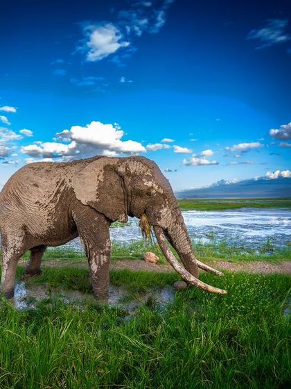 A wide-angle shot of an elephant in the Amboseli swamp, showcasing the vibrant landscape and dramatic sky.