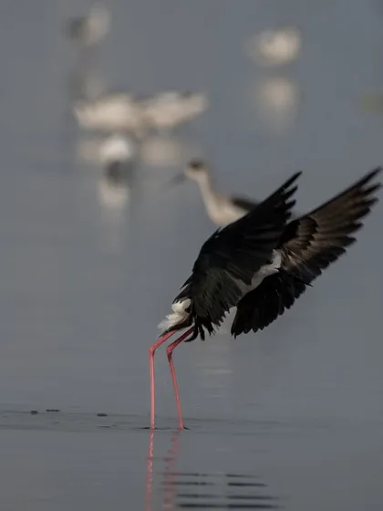 A Black-winged Stilt dipping its head into the water to feed.