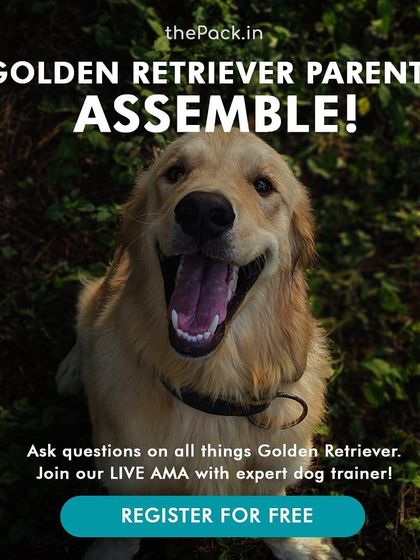 Garima Tomar - Dog Training & Behavior Consultation Online Workshops & Consultations photo 6