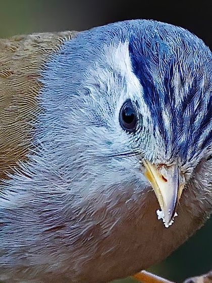 A macro shot of a Blue-winged Minla foraging. The fine details of its striped blue-and-white head and the concentration in its eye are the focus of this image.