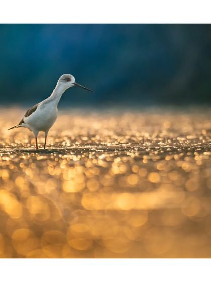 A Black-winged Stilt wades through water that has turned to liquid gold by the rising sun. The beautiful bokeh and reflection make this a classic golden hour shot.